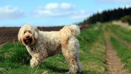 Tibetan Terrier: description of the breed and secrets of keeping dogs