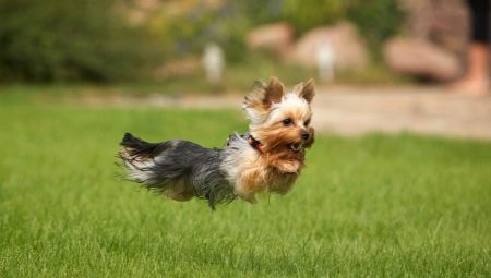 Keistimewaan latihan Yorkshire Terrier