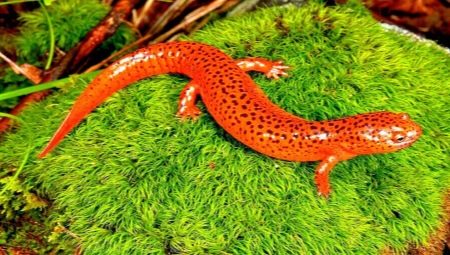 Triton aquarium: features, types and contents