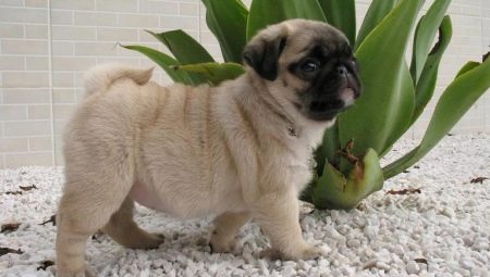 Pug care and maintenance