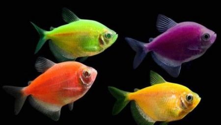 Erškėčių priežiūra ir priežiūra