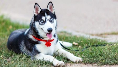 Husky conditions and proper care