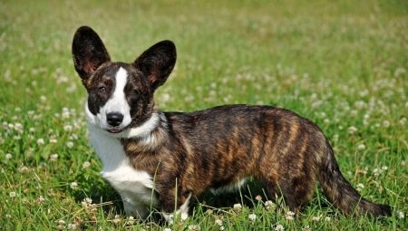 Welsh Corgi Cardigan: breed description and content features