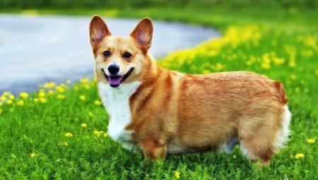 Waga i rozmiar Corgi