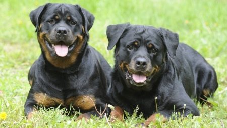 Rottweiler weight and height: the main parameters of the breed