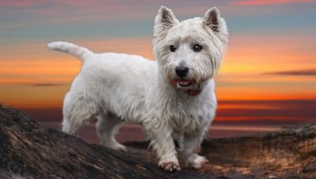 West Highland White Terrier: all about the dog breed