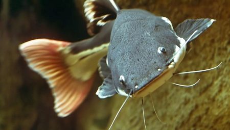 Types of aquarium catfish