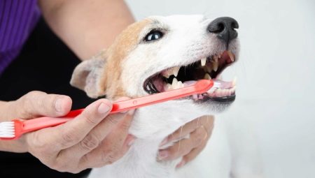 Types and recommendations for choosing toothbrushes for dogs