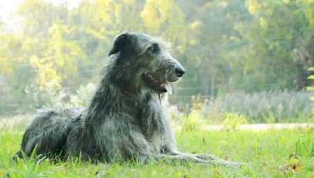 Wolfhounds: description of breeds, history, features of content and education