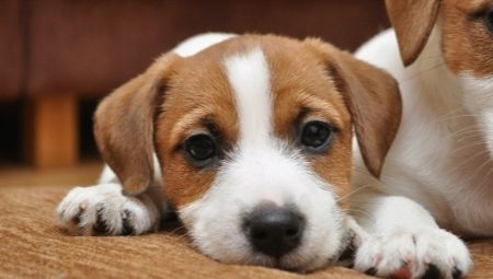 Parenting and training Jack Russell Terrier