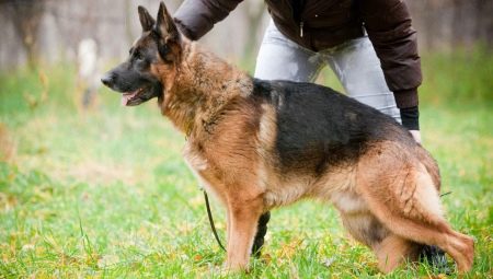 Education and training of a German shepherd