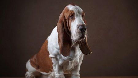 All About Basset Hounds