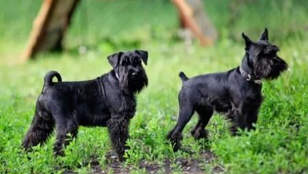 Tot sobre les Miniatures Negres Schnauzers