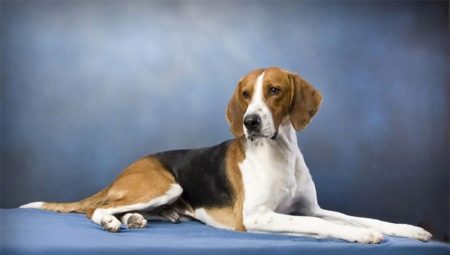 All About Foxhounds