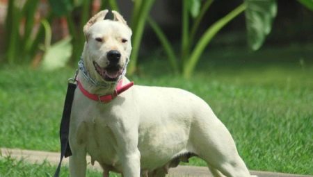 All about ghoul dongs