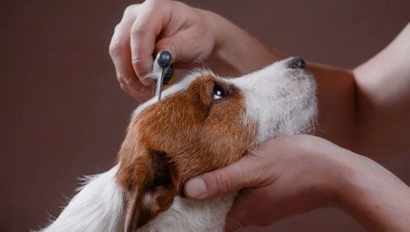 All About Shedding Dogs