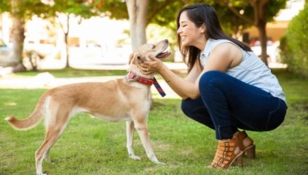 All about the dog’s addiction to the new owner