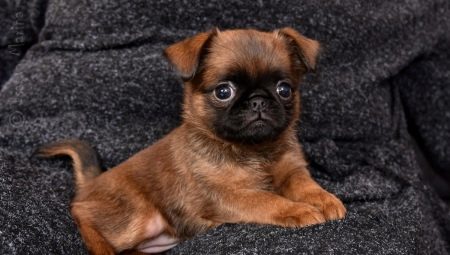 All About Bird Brabancons