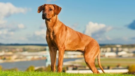Tot sobre els Ridgebacks de Rhodesian