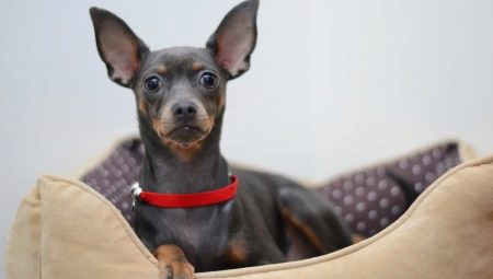 All about Russian Smooth Toy Terriers