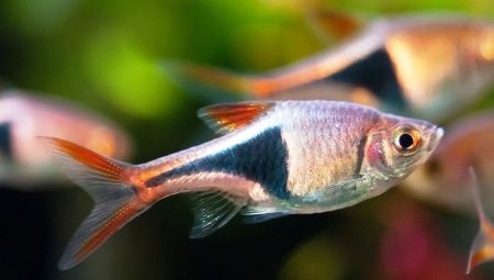 All about fish parsing