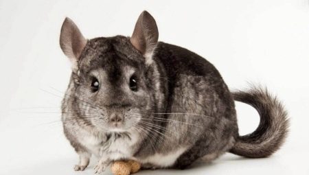All About Chinchillas