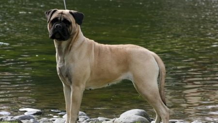 All About Molossian Dogs