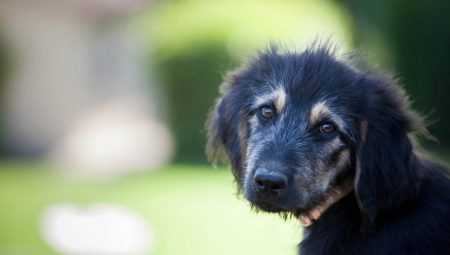 All about dogs: types, selection, content and interesting facts