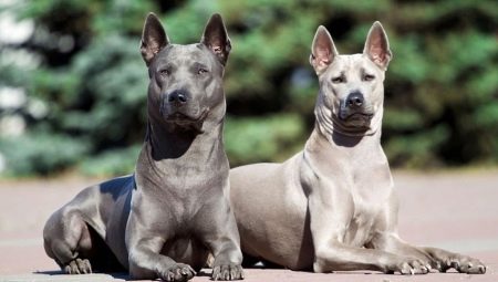 All about Thai Ridgebacks