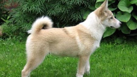 ทุกอย่างเกี่ยวกับ West Siberian Laika