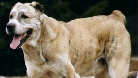 All About Afghan Shepherd Dogs