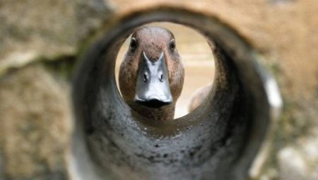 All about anatidephobia