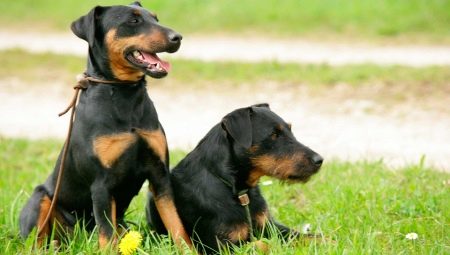 Jagdterrier: varieties, content rules and choice of nickname