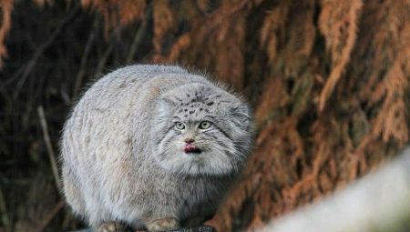 Angry cats: breeds and manifestation of their aggression