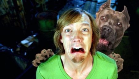 Zoophobia: causes, symptoms and treatment