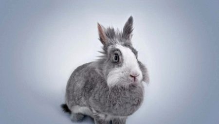 1951 - rok kterého zvířete a jaké jsou jeho rysy?