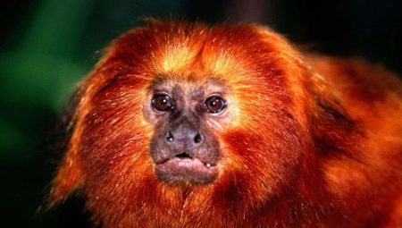 1956 - the year of which animal and what does it mean?