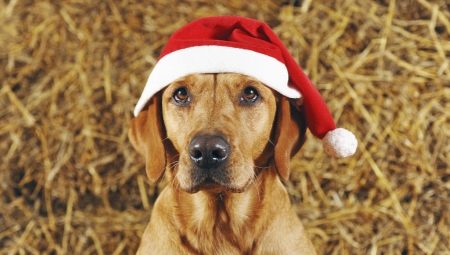 1958 - the year of which animal and what is the characteristic of those born under this sign?