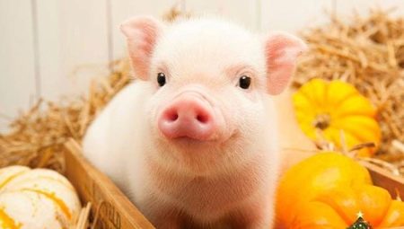 1959 - the year of which animal and what are its distinctive features?