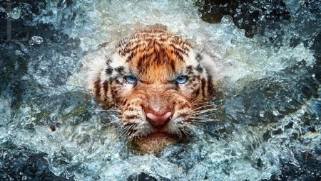 1962 - the year of which animal and what is characteristic of it?