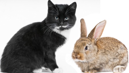 1963 - minkä eläimen vuosi ja mitkä ovat sen ominaisuudet?