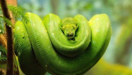 1965 - the year of which animal and what is characteristic of it?