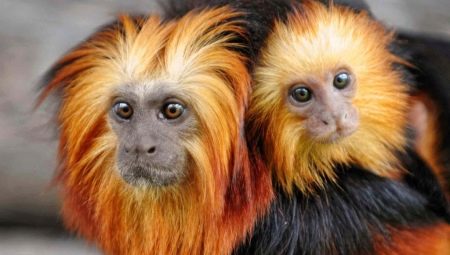 1968 - the year of which animal and what are its features?