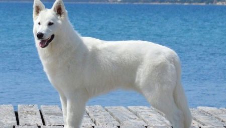 1970: any de quin animal i què li és característic?