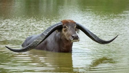 1973 - the year of which animal and what are its features?