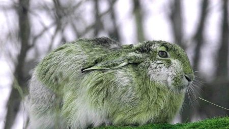 1975 - the year of which animal and what are its features?