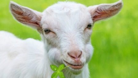 1979 is the year of which animal and what is characteristic of it?