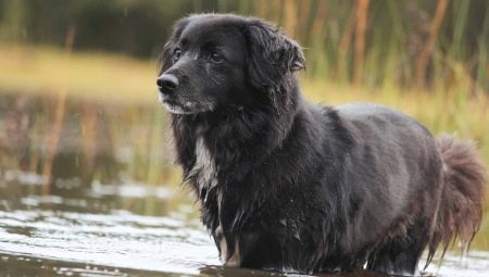 1982 - the year of which animal and what are its features?