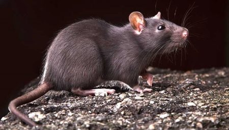 1984: any de quin animal i què li és característic?