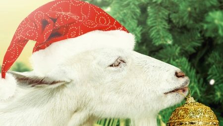 1991 - das Jahr von welchem ​​Tier und was trägt es?